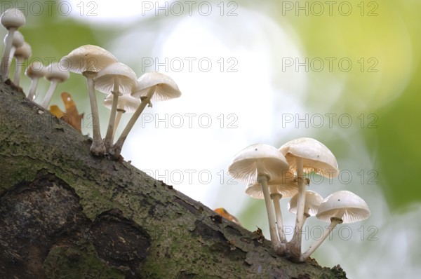 White mushrooms growing decoratively on a piece of tree bark, beech slime fungus, ringed slime fungus (Oudemansiella mucida) on a beech branch (Fagus sylvatica), Huntepadd, Hohes Ufer, Dötlingen, Lower Saxony, Germany