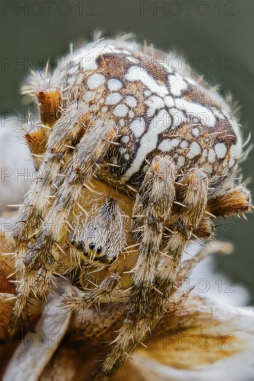 Garden spider, Araneus diadematus, European Garden Spider, Lower Saxony, Germany