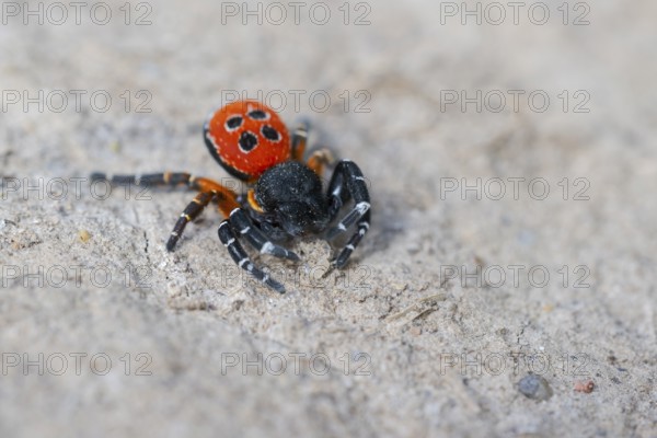 Red tubular spider, Eresus kollari, The Ladybird spider, Saxony-Anhalt, Germany