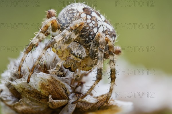 Garden spider, Araneus diadematus, European Garden Spider, Lower Saxony, Germany