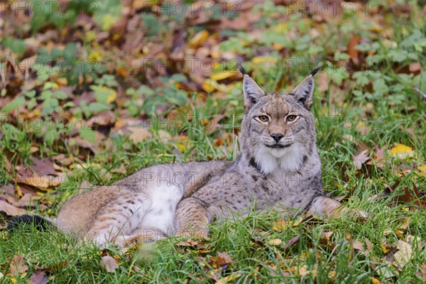 Eurasian lynx (Lynx lynx) in autumn foliage, captive, Lower Saxony, Germany