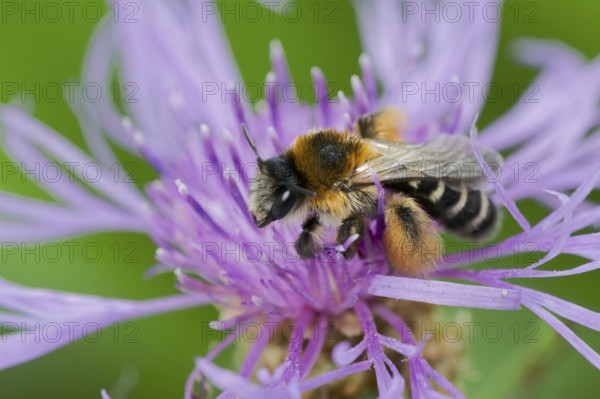 Brown-rumped trouser bee (Dasypoda hirtipes) on knapweed flower, Lower Saxony, Germany