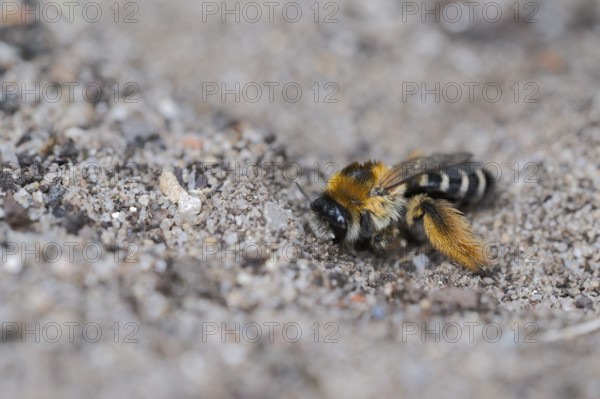 Brown-rumped trouser bee (Dasypoda hirtipes) on sandy soil, Lower Saxony, Germany