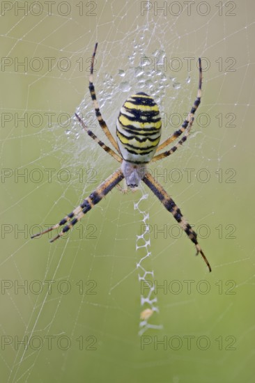 Wasp Spider, Argiope bruennichi, Wasp Spider, Lower Saxony, Germany