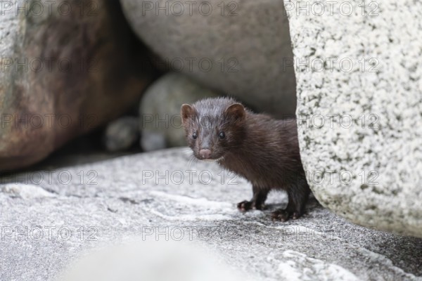 The American Mink (Mustela vison) is a graceful predator that lives by the sea in Norway near Bodø in Nordland. It skilfully searches for food among the rocks of the Vestfjord