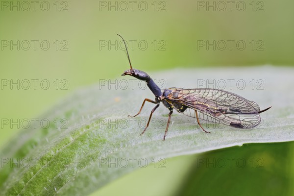 Spotted camel neckfly, Phaeostigma notata, Spotted Snakefly, Lower Saxony, Germany