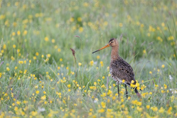 Black-tailed godwit, Limosa limosa, Lower Saxony, Germany