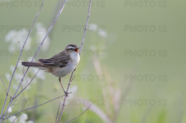 Reed Warbler, Acrocephalus schoenobaenus, Sedge Warbler, Lower Saxony, Germany
