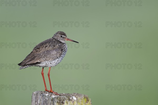 Redshank (Tringa totanus) sitting on a pole, Lower Saxony, Germany