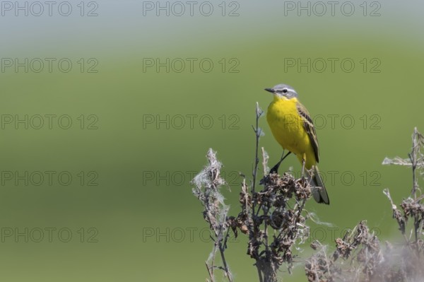 Meadowtail male, Motacilla flava, Male western yellow wagtail, Lower Saxony, Germany