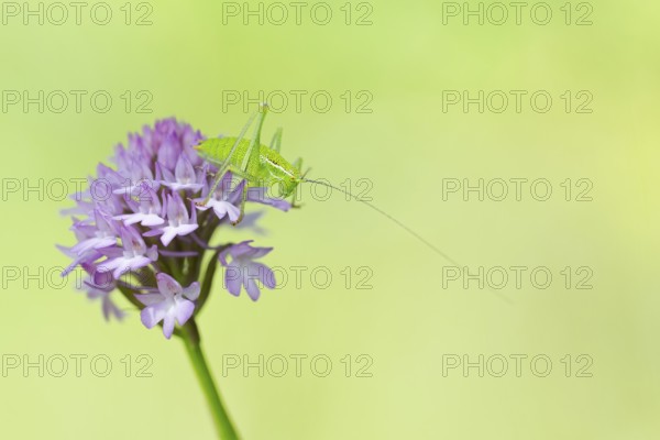 Locust Nymph, Poecilimon mytilenensis, Nymph Mytilene Bright Bush-cricket, Corfu, Greece