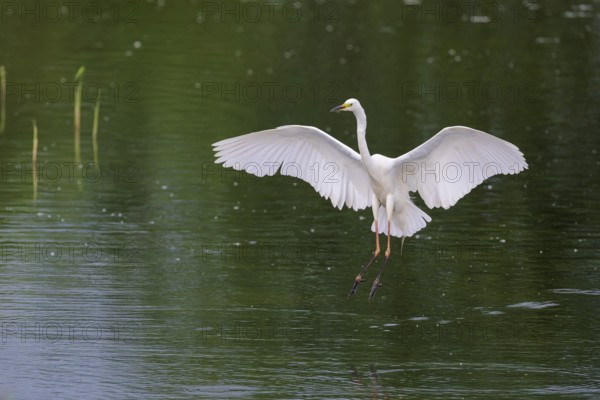 Great Egret Modesta, Ardea alba modesta, European Great White Egret Modesta, Lower Saxony, Germany