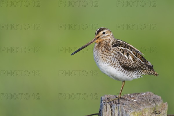 Common snipe (Gallinago gallinago) sitting on a pole, Lower Saxony, Germany