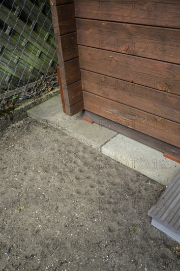 Ant lion hopper, Euroleon nostras, Suffolk Antlion, Lower Saxony, Germany