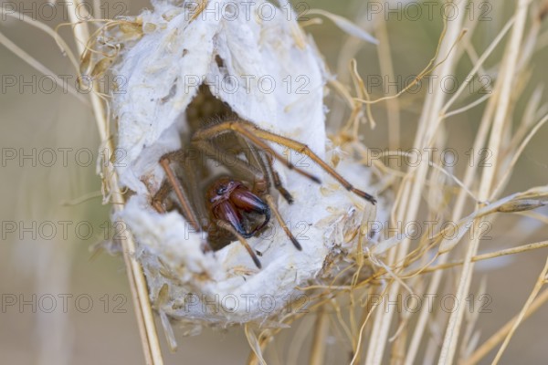 Female nurse's thorn finger, Cheiracanthium punctorium, female Yellow sac spider, Saxony-Anhalt, Germany