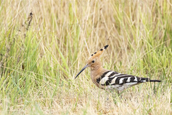 Hoopoe (Upupa epops) Hungary