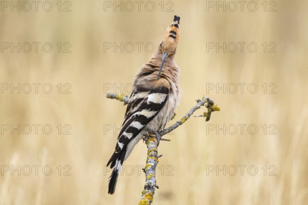 Hoopoe (Upupa epops) Plumage care Hungary
