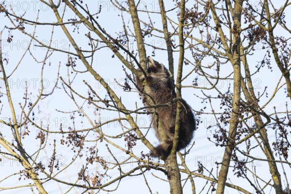 A cute raccoon sleeps relaxed on a tree between the branches and enjoys the warm winter sun. This tranquil scene provides a sense of peace and closeness to nature