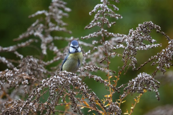 Blue tit (Cyanistes caeruleus) on a faded goldenrod (Solidago) Bavaria, Germany