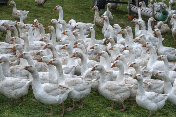 Free-range fattening geese (Anser anser domesticus) in a meadow, Bullach, Middle Franconia, Bavaria, Germany
