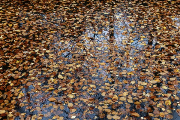 Autumn leaves, autumn-colored leaves floating on moor water, Osterwald, Zingst, Fischland-Darß-Zingst, Western Pomerania Lagoon Area National Park, Mecklenburg-Western Pomerania, Germany
