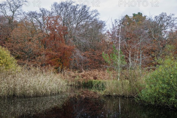 Autumn forest, autumnal trees, water from a small lake in front, Osterwald, Zingst, Fischland-Darß-Zingst, Western Pomerania Lagoon Area National Park, Mecklenburg-Western Pomerania, Germany