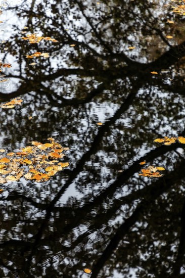 Trees reflect in moor water, autumn leaves swim on moor water, Osterwald, Zingst, Fischland-Darß-Zingst, Western Pomerania Lagoon Area National Park, Mecklenburg-Western Pomerania, Germany