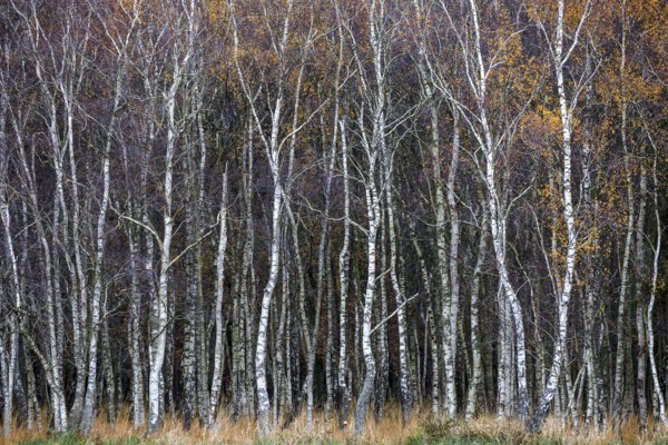 Birch forest, autumn coloured birch trees (Betula), Osterwald, Zingst, Fischland-Darß-Zingst, National Park Vorpommersche Boddenlandschaft, Mecklenburg-Vorpommern, Germany