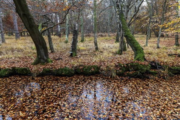 Autumn forest, autumn-colored trees, Osterwald, Zingst, Fischland-Darß-Zingst, Western Pomerania Lagoon Area National Park, Mecklenburg-Western Pomerania, Germany
