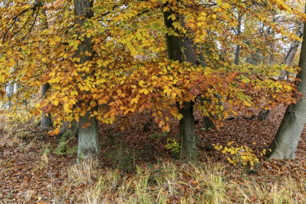 Autumn leaves, Osterwald, Zingst, Fischland-Darß-Zingst, Western Pomerania Lagoon Area National Park, Mecklenburg-Western Pomerania, Germany