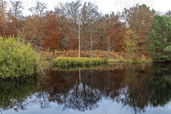 Autumn forest, autumn-colored trees reflected in the water, Osterwald, Zingst, Fischland-Darß-Zingst, Western Pomerania Lagoon Area National Park, Mecklenburg-Western Pomerania, Germany