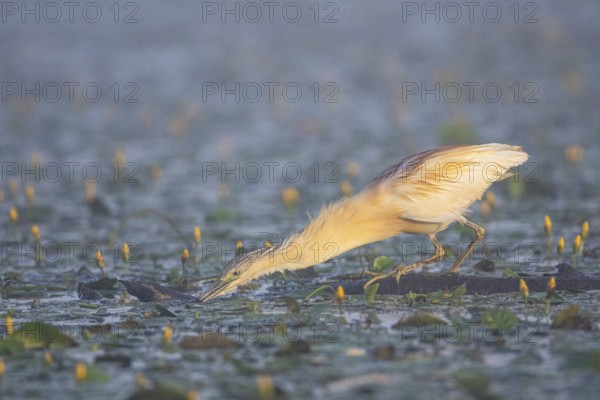Squacco Heron (Ardeola ralloides) in the fog Hungary