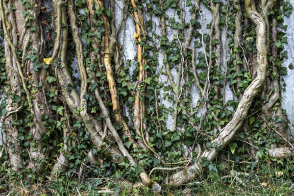 Ivy grows on old house wall, dilapidated plant of a former agricultural production cooperative of the former GDR, LPG, Lost Place, Müggenburg, Fischland-Darss-Zingst, Western Pomerania Lagoon Area National Park, Mecklenburg-Western Pomerania, Germany