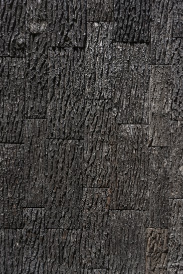 Surface with oak bark as a wood texture