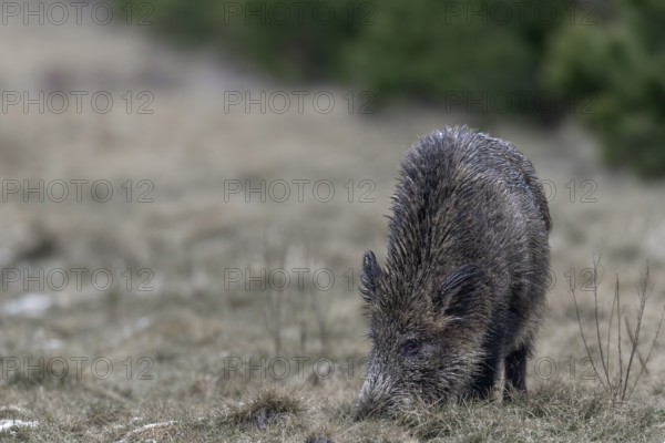Wild boar (Sus scrofa) foraging, Germany