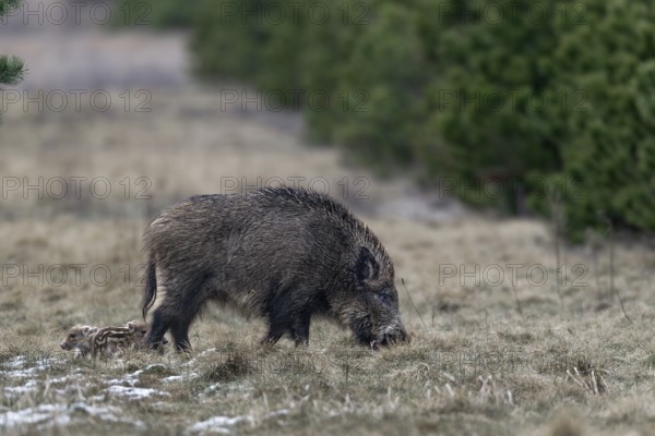 Wild boar (Sus scrofa) with its very young offspring in a forest aisle, sweet, cute, rearing young, Germany