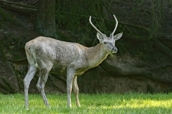 Juvenile red deer (Cervus elaphus), eating grass, grazing, after mud bath, wallow, in a meadow of a forest clearing at the edge of the forest, evening light, Vogelsberg, Wildpark Büdingen, Wetterau, Hesse, Germany