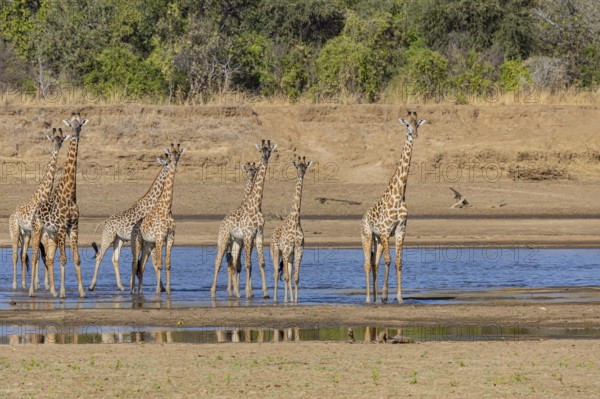Thornicroft giraffe (Giraffa camelopardalis thornicrofti) crossing the Luangwa River Zambia August