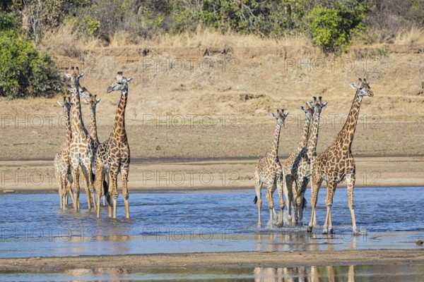 Thornicroft's Giraffe (Giraffa camelopardalis thornicrofti) crossing Luangwa River Zambia August