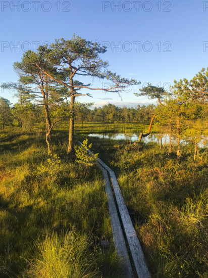 Wooden boardwalk through an idyllic moor with a pond and pine trees, surrounded by grass and trees, in the light of a sunset, Hällefors, Örebro, Sweden