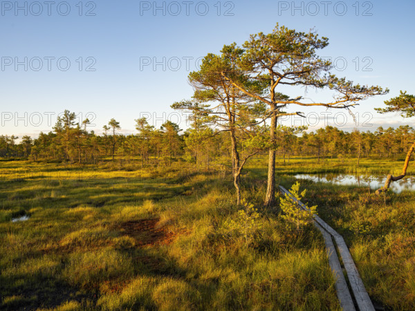 Natural landscape with pine trees and a wooden path in the light of the setting sun over a quiet swamp moor with pine trees, Hällefors, Örebro, Sweden