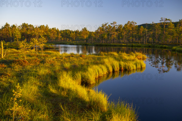 A quiet moor lake surrounded by forest and grass in the warm light of sunset, Hällefors, Örebro, Sweden