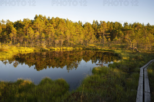 A calm lake in a moor with moor pine trees in the evening light whose reflections are visible in the water, Hällefors, Örebro, Sweden