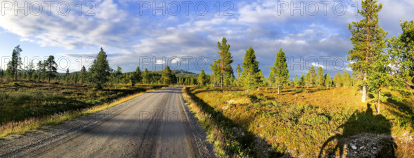 A quiet forest road under a blue sky with scattered clouds and sunlight illuminating the trees, a shadow of a motorcycle on the side, Härjedalen, Sweden