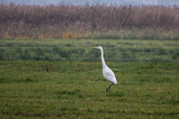 Great White Egret (Ardea alba) in a field, near Zingst, Fischland-Darß-Zingst, Western Pomerania Lagoon National Park, Mecklenburg-Western Pomerania, Germany