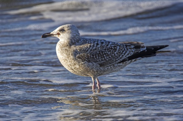 Herring Gull (Larus argentatus), on the beach, Fischland-Darß-Zingst, Baltic Sea, Mecklenburg-Western Pomerania, Germany