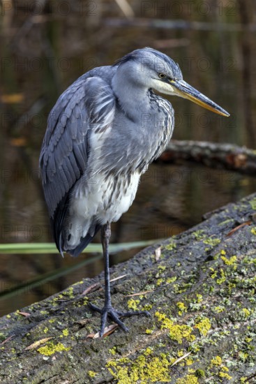 Grey heron (Ardea cinerea) sitting on a tree trunk, Fischland-Darß-Zingst, Baltic Sea, Mecklenburg-Western Pomerania, Germany