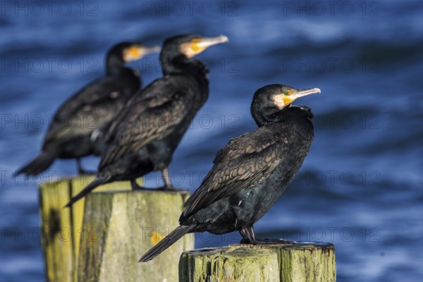 Cormorants (Phalacrocorax carbo) sitting on groynes, Fischland-Darß-Zingst, Baltic Sea, Mecklenburg-Western Pomerania, Germany