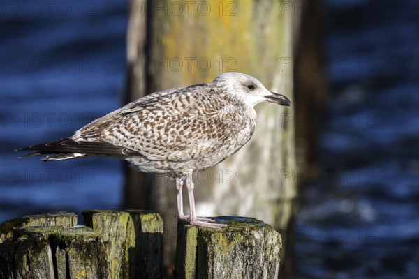 Herring Gull (Larus argentatus), sitting on a groyne, Fischland-Darß-Zingst, Baltic Sea, Mecklenburg-Western Pomerania, Germany