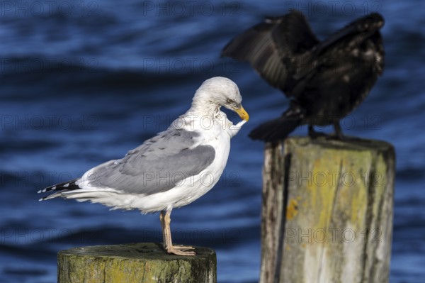 Cormorant (Phalacrocorax carbo) and gull (Larinae) sitting on groynes, Fischland-Darß-Zingst, Baltic Sea, Mecklenburg-Western Pomerania, Germany